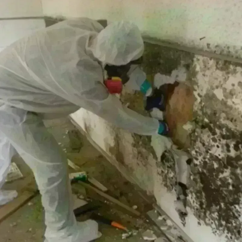 Mold Remediation and Removal in East Troy, WI